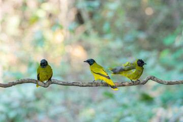 Three yellow birds Black-headed Bulbul (Brachypodius atriceps )  Sticking to the branches in the rainforest.