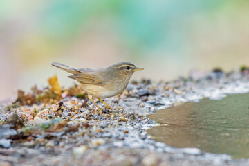 Little bird Dusky Warbler(Phylloscopus fuscatus) standing on puddle in the rainforest.