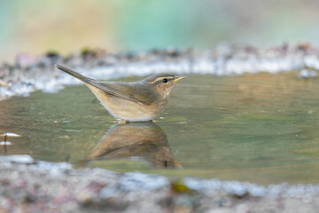 Little bird Dusky Warbler(Phylloscopus fuscatus) standing on puddle in the rainforest.