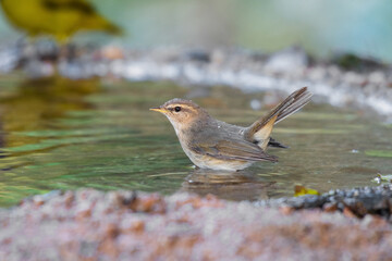 Little bird Dusky Warbler(Phylloscopus fuscatus) standing on puddle in the rainforest.
