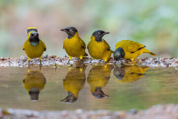 Four yellow birds Black-headed Bulbul (Brachypodius atriceps )  standing on puddle in the rainforest.