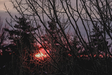 Sunrise in the forest in cold winter day. Defocused