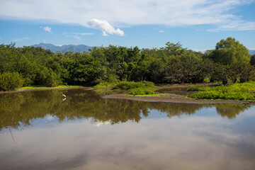 A pink roseate spoonbill bird feeds in a lagoon off the shore of the Pacific Ocean in Lo de Marcos,...