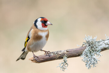 European goldfinch - 418020364