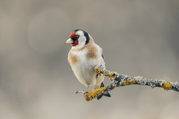 European goldfinch on branch