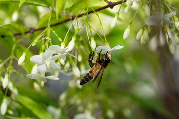 Animal concept, Little Bee collecting pollen at white flower. Bee flying over the white flower in natural green blur background.