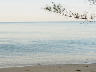Pine tree and calm sea ocean