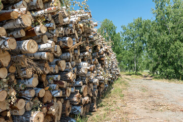 a large pile of felled trees lies on the edge of the forest