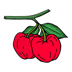 Acerola fruit and leaves. Barbados cherry. Hand drawn vector illustration.