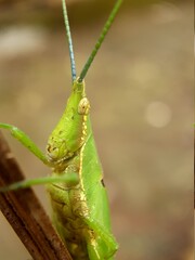 grasshopper on a leaf