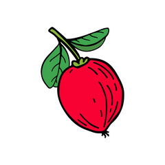 Acerola fruit and leaves. Barbados cherry. Hand drawn vector illustration.