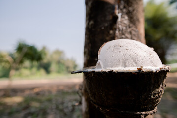 Fresh white rubber latex flows from the rubber tree. Into the cup in the rubber plantation