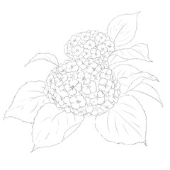 あじさい　イラスト