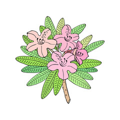 Rhododendron or Alpine rose. Evergreen alpine mountain shrub. Hand drawn contour vector illustration. Outline flower isolated on white background.