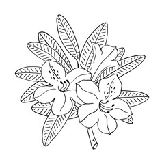 Rhododendron or Alpine rose. Evergreen alpine mountain shrub. Hand drawn contour vector illustration. Outline flower isolated on white background.