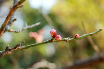 Fototapeta na wymiar 早春の梅