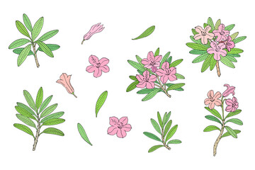 Rhododendron or Alpine rose. Evergreen alpine mountain shrub. Hand drawn contour vector illustration. Vector set with outline flower isolated on white background.