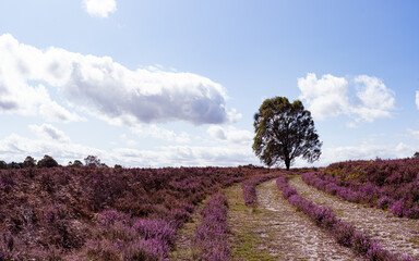 Lines in the heather leading to a lone tree