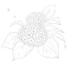 あじさい　イラスト