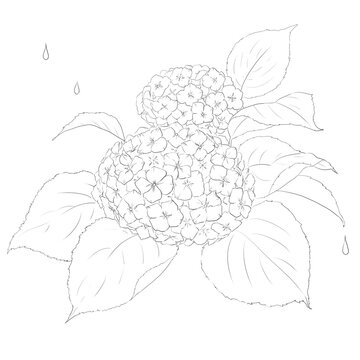 あじさい Images Browse 53 703 Stock Photos Vectors And Video Adobe Stock