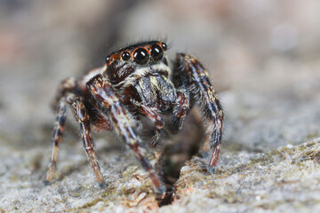 Carrhotus xanthogramma ppp
