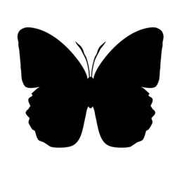 Butterfly vector icon, isolated on white