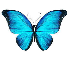 Color Morpho butterfly , isolated on the white background