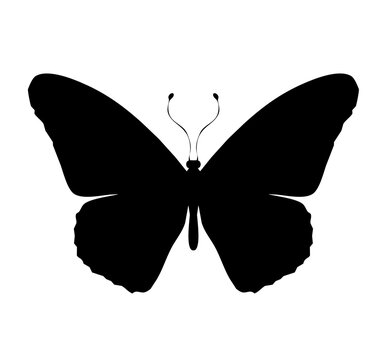 Butterfly black icon, isolated on white