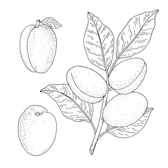 Apricot fruits. Hand drawn linear set with fruit, branch and leaf. Vector illustration. Outline image isolated on white background.