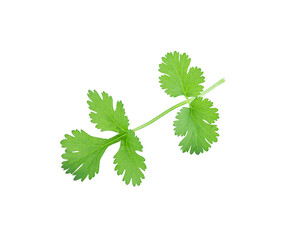 coriander leaves isolated on white background