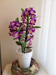 blooming with huge purple orchid flowers  Dendrobium nobile in the room