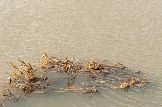 Grass In Dirty Brown Water In A Sunny Day