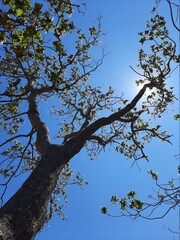 tree branches against blue sky