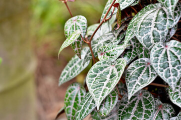 selective focus on Piper ornatum leaves or red betel, commonly consumed in Asia, especially India as betel quid or in paan for tradition