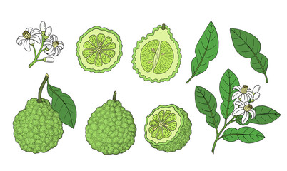 Bergamot, Kaffir lime citrus fruit, leaves, flower. Engraved vintage sketch illustration. Hand drawn vector image isolated on white background.