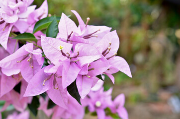 Blooming pink Bougainvillea flowers, native to South America and grown in tropical climates, used at funerals in China and India. close up view with bokeh background