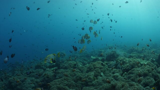 School of Philippine Butterflyfish or Panda Butterflyfish (Chaetodon adiergastos). Underwater world of Bali. 4k video.	