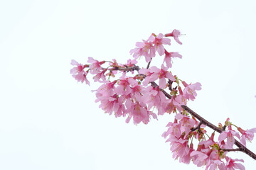 早咲きの桜がもう満開。もう春はそこまで来ている。