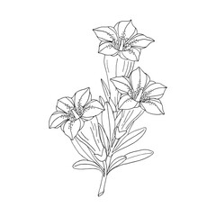 Gentian flower bouquet. Montain wildflower. Hand drawn sketch. Vector drawing isolated on white background.
