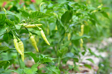 Capsicum annuum devil chili tree in a garden, from India and bangladesh. aka 