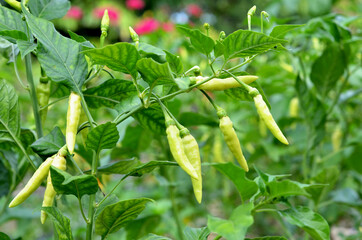 Capsicum annuum devil chili tree in a garden, from India and bangladesh. aka 