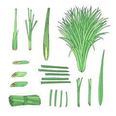 Lemongrass set with whole and cut slice citronella grass.  Hand drawn vector outline sketch illustration. 