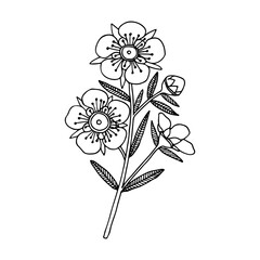 Manuka Honey branch, leaves and flower. Hand drawn Vector illustration.