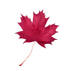 Maple leaf. Watercolor illustration isolated on white background.