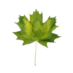 Green Maple leaf. Watercolor illustration isolated on white background.
