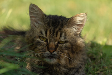 Naklejka na ściany i meble Cat lying on the grass close up