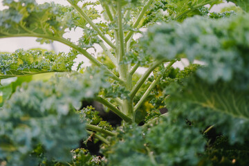 green kale garden 
