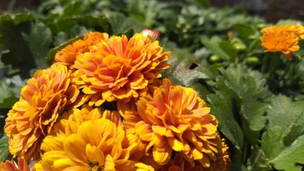 A Photo of a Chrysanthemum Flower