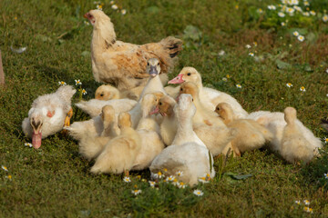 Little ducklings and a chicken on the grass