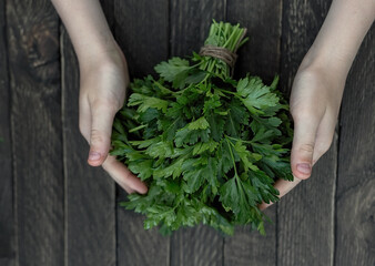 Fresh parsley in the hand of a man on a wooden background.